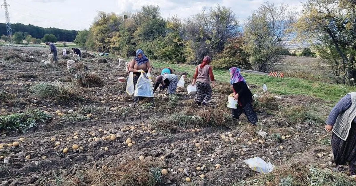 Çiftçiler Arpa ve Buğday Yerine Yeni Ürüne Yöneldi: Daha Fazla Kazandırıyor